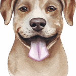 American Pit Bull Terrier