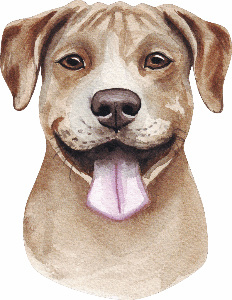 American Pit Bull Terrier