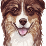 Australian Shepherd