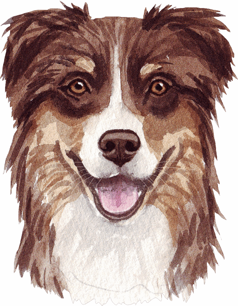Australian Shepherd