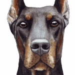 Dobermann
