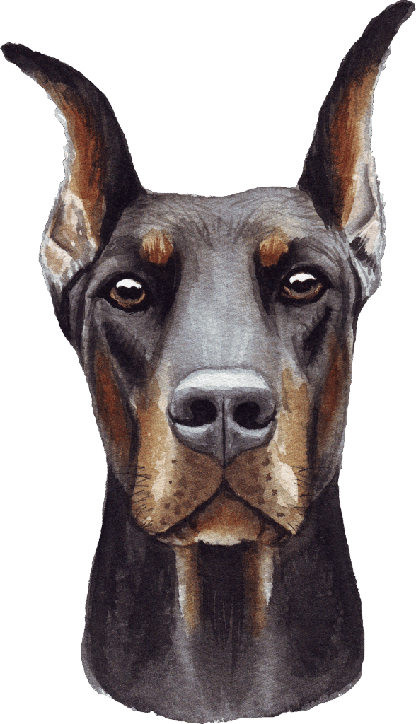 Dobermann