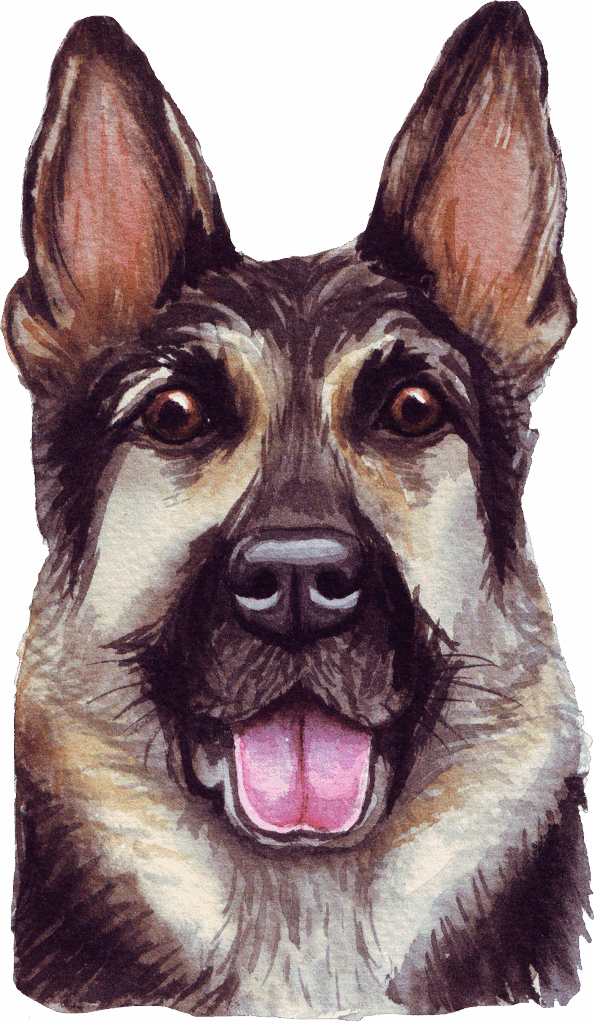 German Shepherd