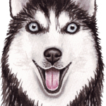 Siberian Husky