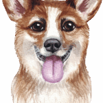 Welsh Corgi