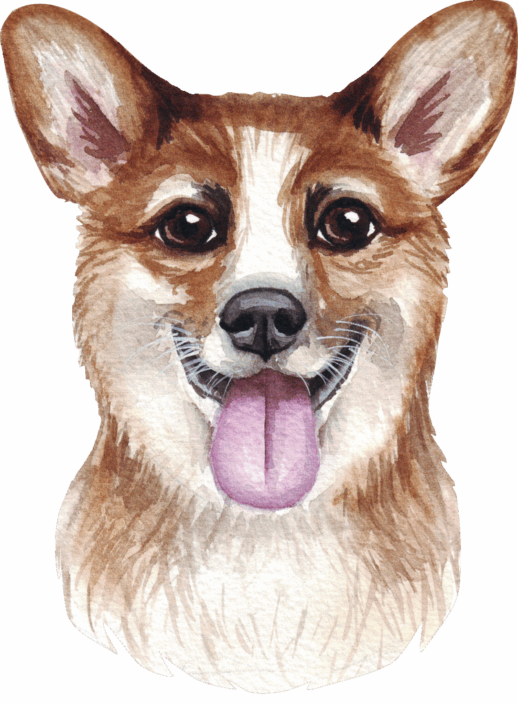 Welsh Corgi
